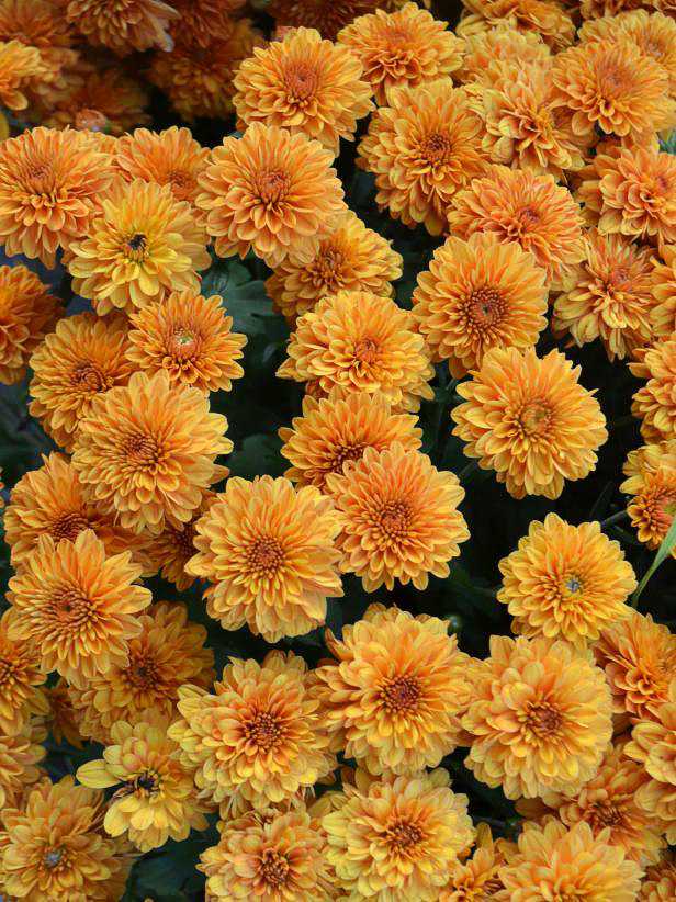 Chrysanthemums